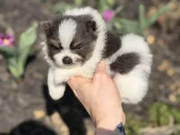 Bohdi , a male Pomeranian for sale in Cavetown, MD – Photo 2 of 7