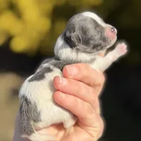 Bohdi , a male Pomeranian for sale in Cavetown, MD – Photo 7 of 7