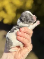 Bohdi , a female Pomeranian for sale in Cavetown, MD – Photo 3 of 3