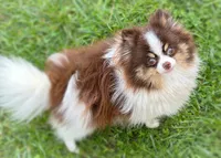 Truffles, a female Pomeranian for sale in Cavetown, MD – Photo 2 of 3