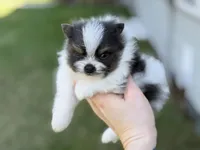 Bohdi , a male Pomeranian for sale in Cavetown, MD – Photo 4 of 7