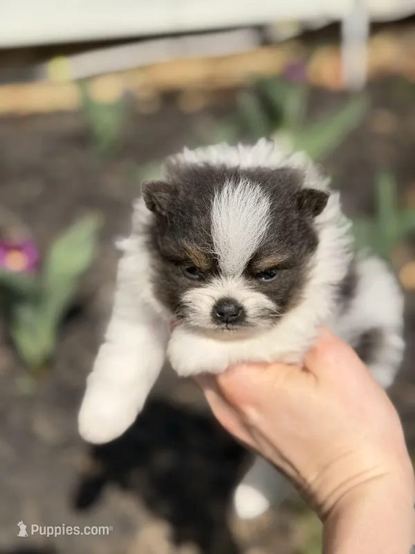 Bohdi  – Pomeranian puppy for sale in Cavetown, MD