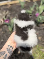 Bohdi , a male Pomeranian for sale in Cavetown, MD – Photo 3 of 7