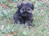 AKC Daisey, a female Miniature Schnauzer for sale in Norwood, MO – 1 of 2