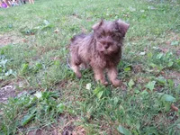 AKC Bella Chocolate , a female Miniature Schnauzer for sale in Norwood, MO – 2 of 3