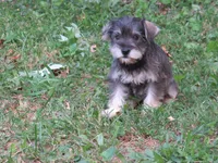 AKC Starla, a female Miniature Schnauzer for sale in Norwood, MO – 2 of 2