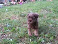 AKC Bella Chocolate , a female Miniature Schnauzer for sale in Norwood, MO – 3 of 3