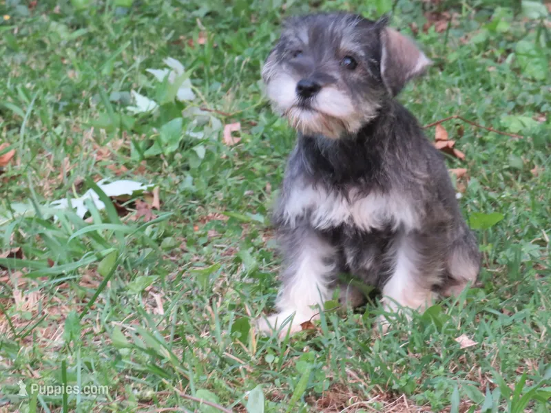 AKC Starla – Miniature Schnauzer puppy for sale in Norwood, MO