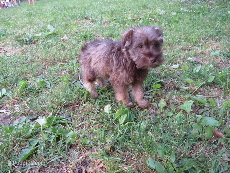 AKC Bella Chocolate  – Miniature Schnauzer puppy for sale in Norwood, MO