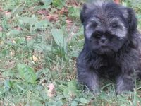 AKC Daisey, a female Miniature Schnauzer for sale in Norwood, MO – 2 of 2