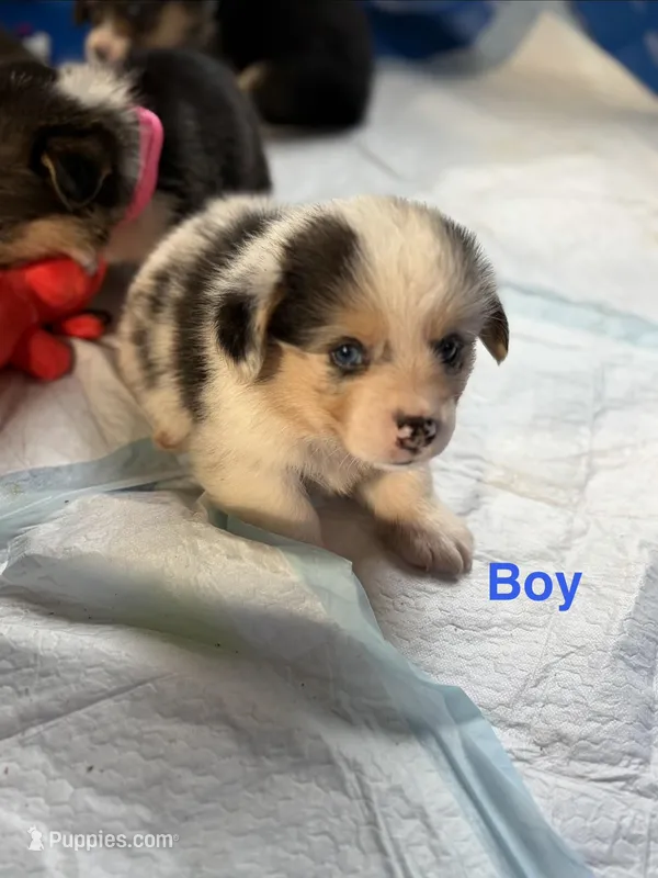 Marshall – Pembroke Welsh Corgi puppy for sale in Weatherford, TX