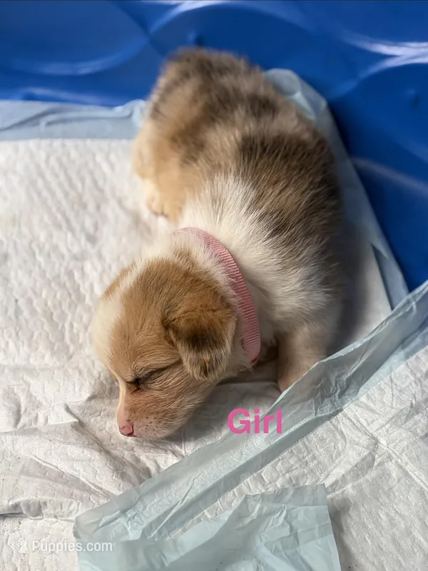 Peach – Pembroke Welsh Corgi puppy for sale in Weatherford, TX