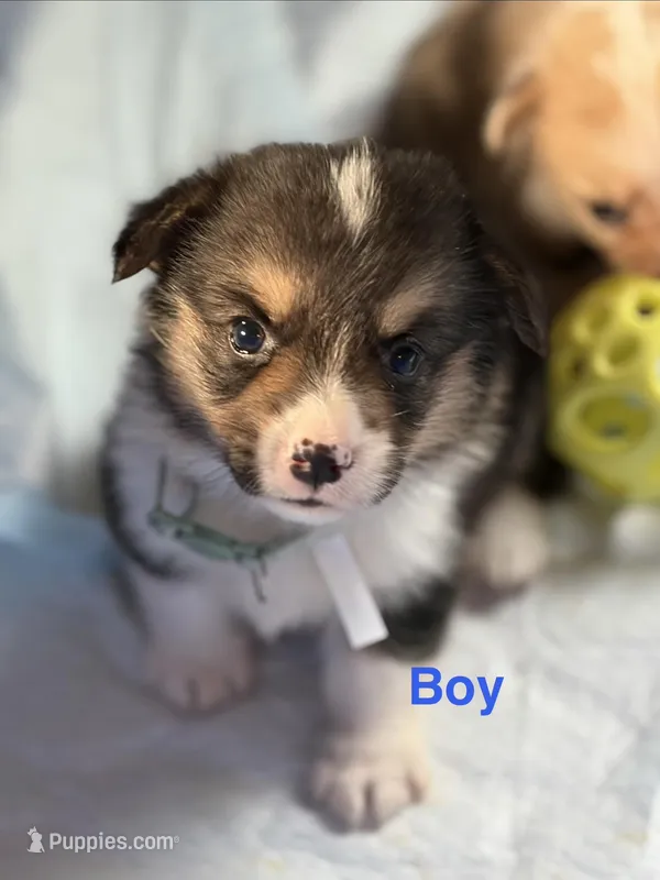 Winny  – Pembroke Welsh Corgi puppy for sale in Weatherford, TX