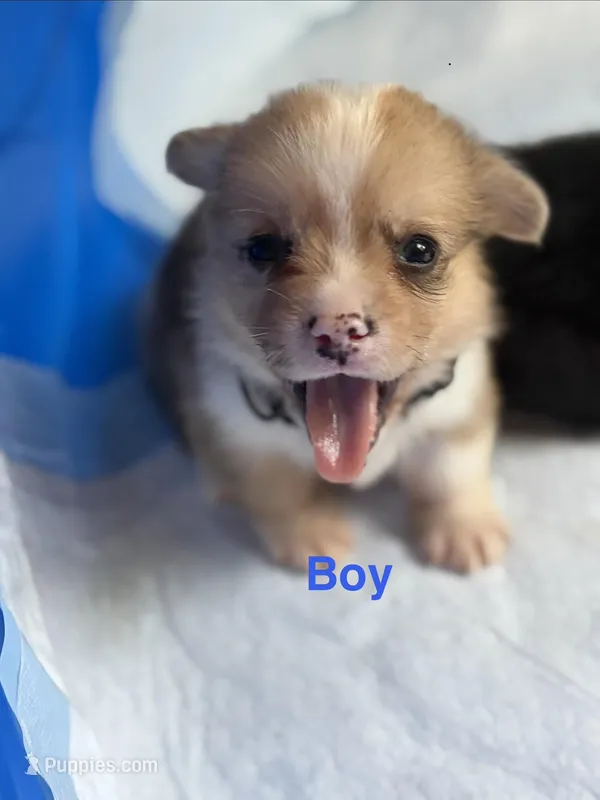 Archie – Pembroke Welsh Corgi puppy for sale in Weatherford, TX