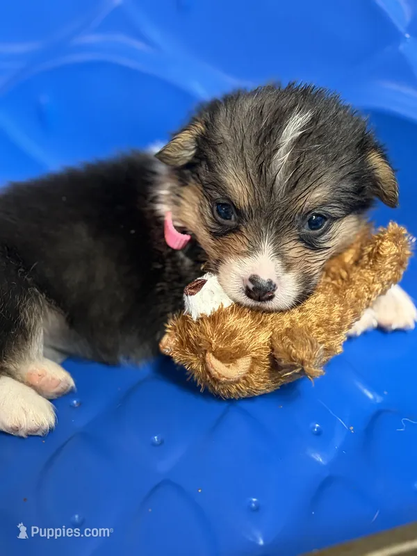 Zara – Pembroke Welsh Corgi puppy for sale in Weatherford, TX