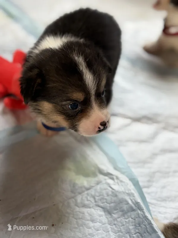 Niko – Pembroke Welsh Corgi puppy for sale in Weatherford, TX