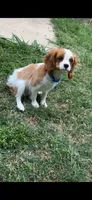 Charles, a male Cavalier King Charles Spaniel for sale in Fort Worth, TX – 5 of 9