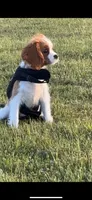 Charles, a male Cavalier King Charles Spaniel for sale in Fort Worth, TX – 7 of 9