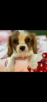 Charles, a male Cavalier King Charles Spaniel for sale in Fort Worth, TX – 6 of 9