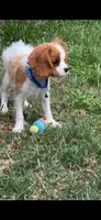 Charles, a male Cavalier King Charles Spaniel for sale in Fort Worth, TX – 3 of 9