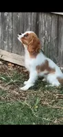 Charles, a male Cavalier King Charles Spaniel for sale in Fort Worth, TX – 4 of 9