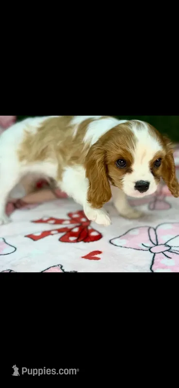 Charles – Cavalier King Charles Spaniel puppy for sale in Fort Worth, TX
