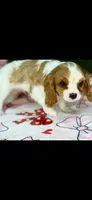 Charles, a male Cavalier King Charles Spaniel for sale in Fort Worth, TX – 1 of 9