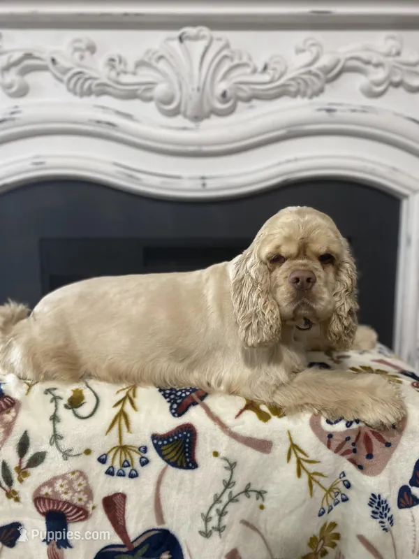 Nellie, a female Cocker Spaniel for sale in Cecilia, KY – Photo 1 of 8