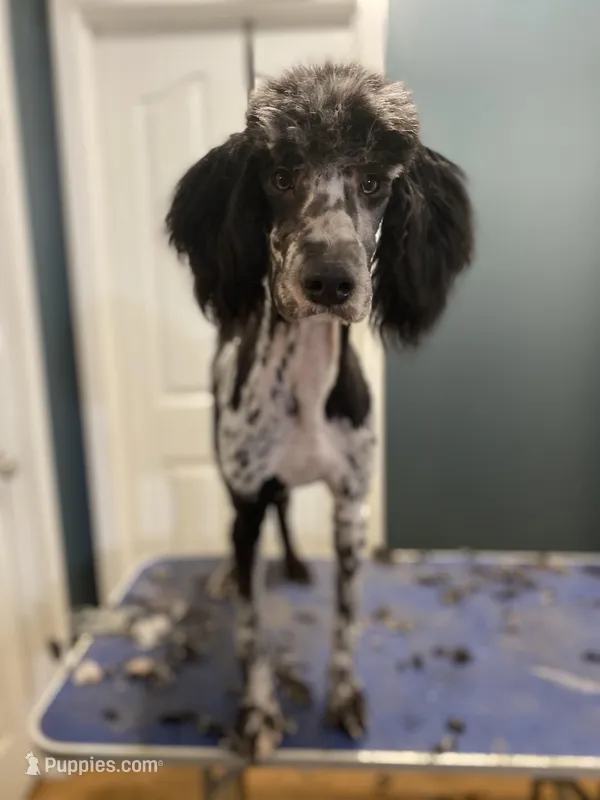 Moon, a male Sheepadoodle for sale in Cecilia, KY – Photo 1 of 9