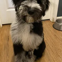 Moon, a male Sheepadoodle and Poodle - Standard  for sale in Cecilia, KY – Photo 7 of 9