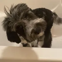 Moon, a male Sheepadoodle and Poodle - Standard  for sale in Cecilia, KY – Photo 5 of 9