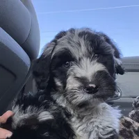 Moon, a male Sheepadoodle and Poodle - Standard  for sale in Cecilia, KY – Photo 9 of 9