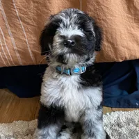 Moon, a male Sheepadoodle and Poodle - Standard  for sale in Cecilia, KY – Photo 8 of 9