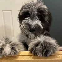 Moon, a male Sheepadoodle and Poodle - Standard  for sale in Cecilia, KY – Photo 6 of 9