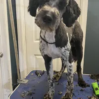 Moon, a male Sheepadoodle and Poodle - Standard  for sale in Cecilia, KY – Photo 2 of 9