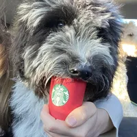 Moon, a male Sheepadoodle and Poodle - Standard  for sale in Cecilia, KY – Photo 4 of 9