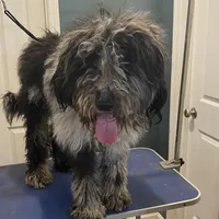 Moon, a male Sheepadoodle and Poodle - Standard  for sale in Cecilia, KY – Photo 3 of 9