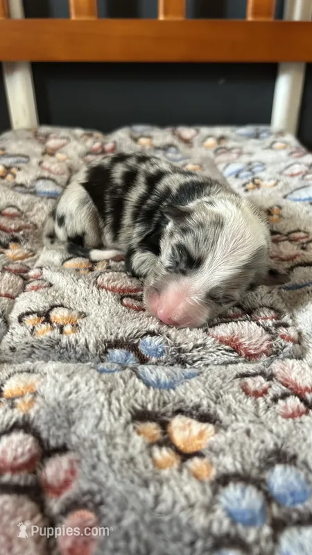 Guy Penrod – Border Collie puppy for sale in Cecilia, KY