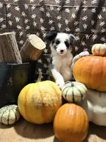 Bill Gaither, a male Border Collie for sale in Cecilia, KY – 3 of 10