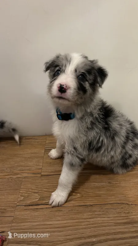 Jason Crabb – Border Collie puppy for sale in Cecilia, KY