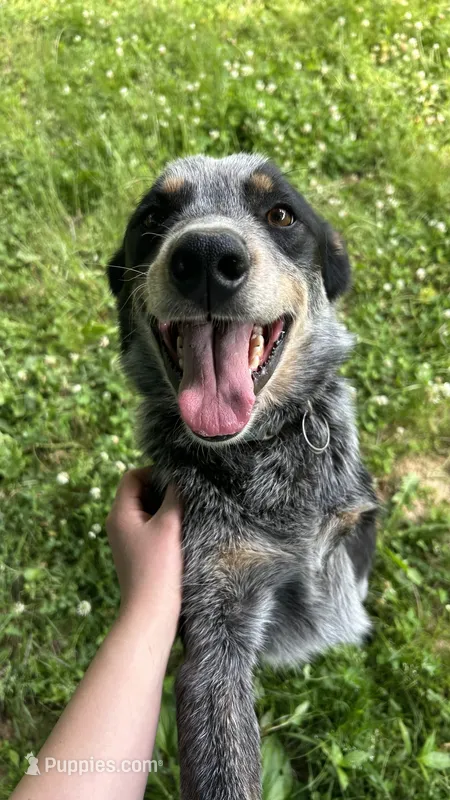Buddy – Australian Cattle Dog puppy for sale in Cecilia, KY