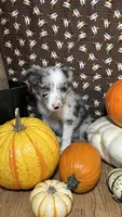 Charity Gayle, a female Border Collie for sale in Cecilia, KY – 6 of 10