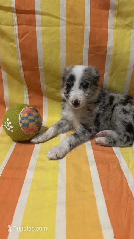 Guy Penrod – Border Collie puppy for sale in Cecilia, KY