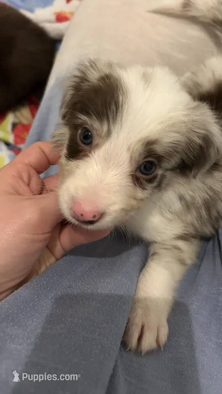 Mark Lowry – Border Collie puppy for sale in Cecilia, KY