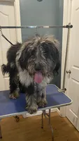 Moon, a male Sheepadoodle for sale in Cecilia, KY – 2 of 10