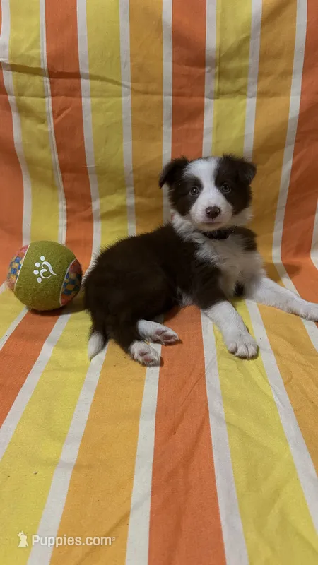 CeCe Winans – Border Collie puppy for sale in Cecilia, KY