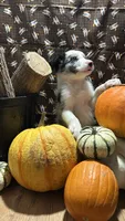 Bill Gaither, a male Border Collie for sale in Cecilia, KY – 5 of 10