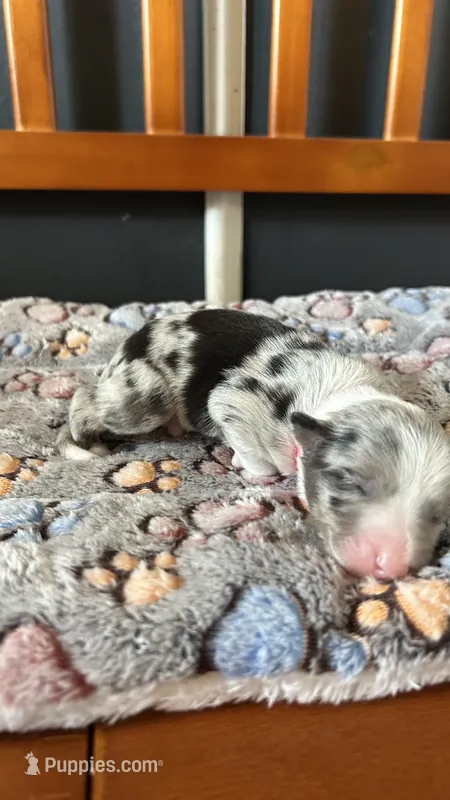 Charity Gayle – Border Collie puppy for sale in Cecilia, KY