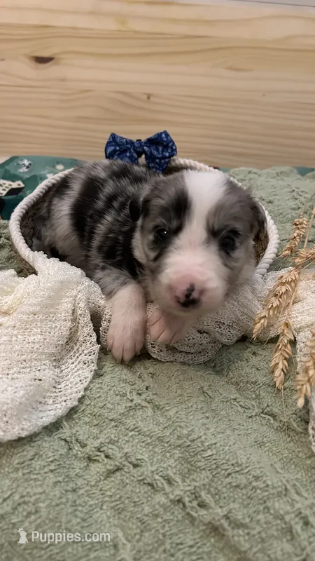 Guy Penrod – Border Collie puppy for sale in Cecilia, KY