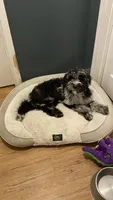 Moon, a male Sheepadoodle for sale in Cecilia, KY – 5 of 10